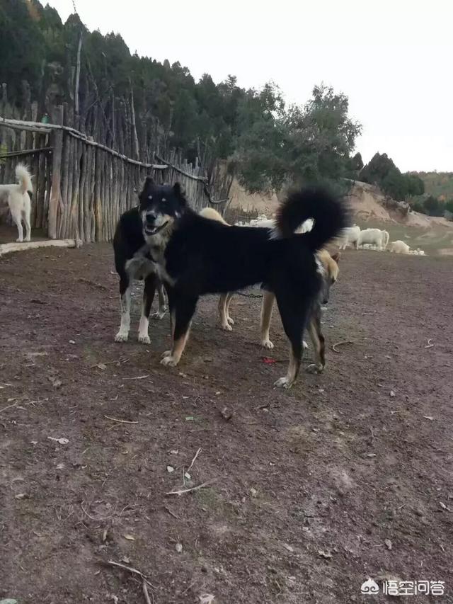 假设一个人养了五只猎犬，如果一只攻击主人，其他四只会如何？-第3张图片-太平洋在线下载