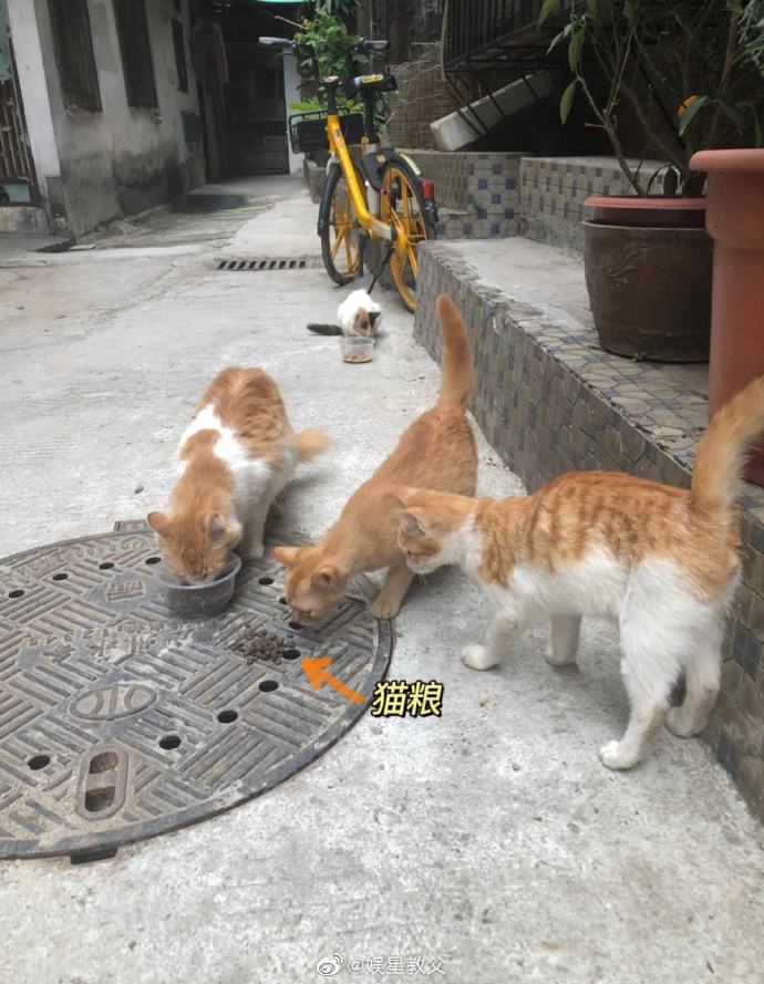 去猫网手机版就去大猫网骑士电影