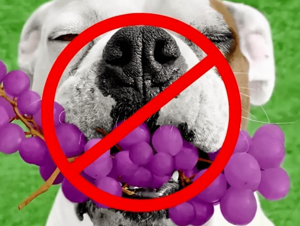 喂C影院苹果版
:夏天给狗狗吃水果，别碰这10种，严重可致命！