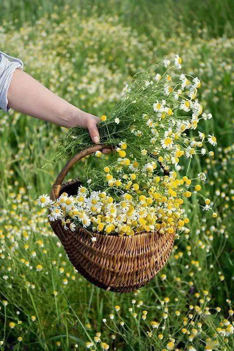 青苹果末删版:跟着《诗经》学植物，多闻草木少识人