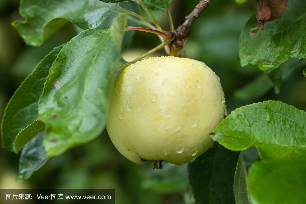 雨滴桌面苹果版rainmeter雨滴桌面官网-第1张图片-太平洋在线下载